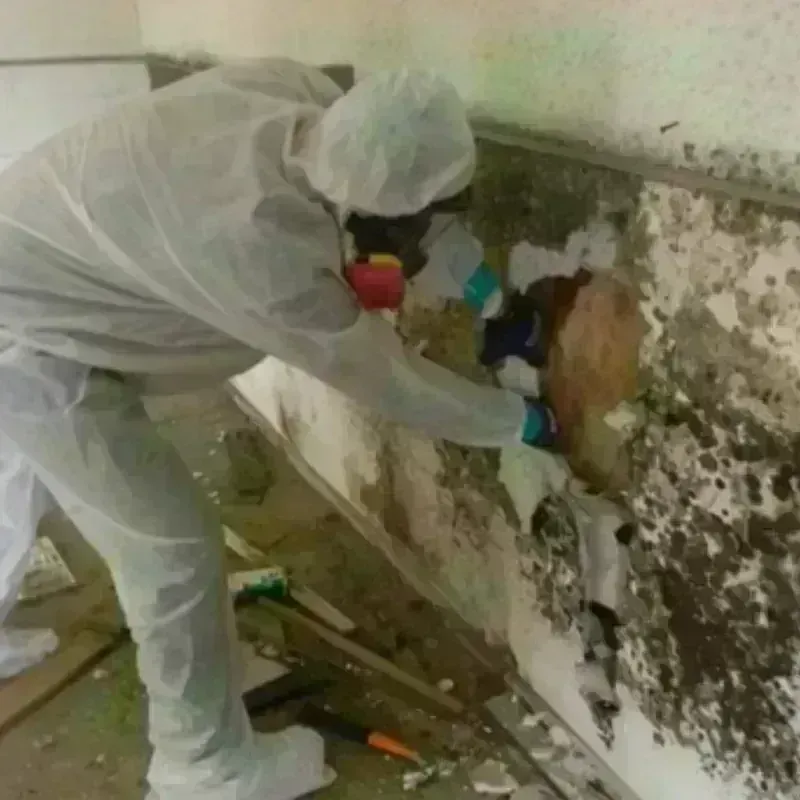 Mold Remediation and Removal in Leakey, TX